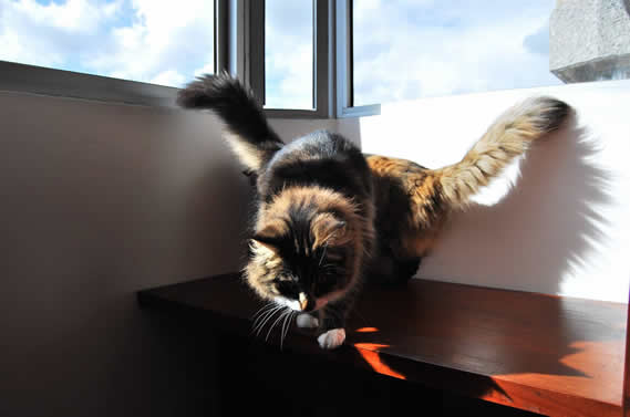 Cat spot